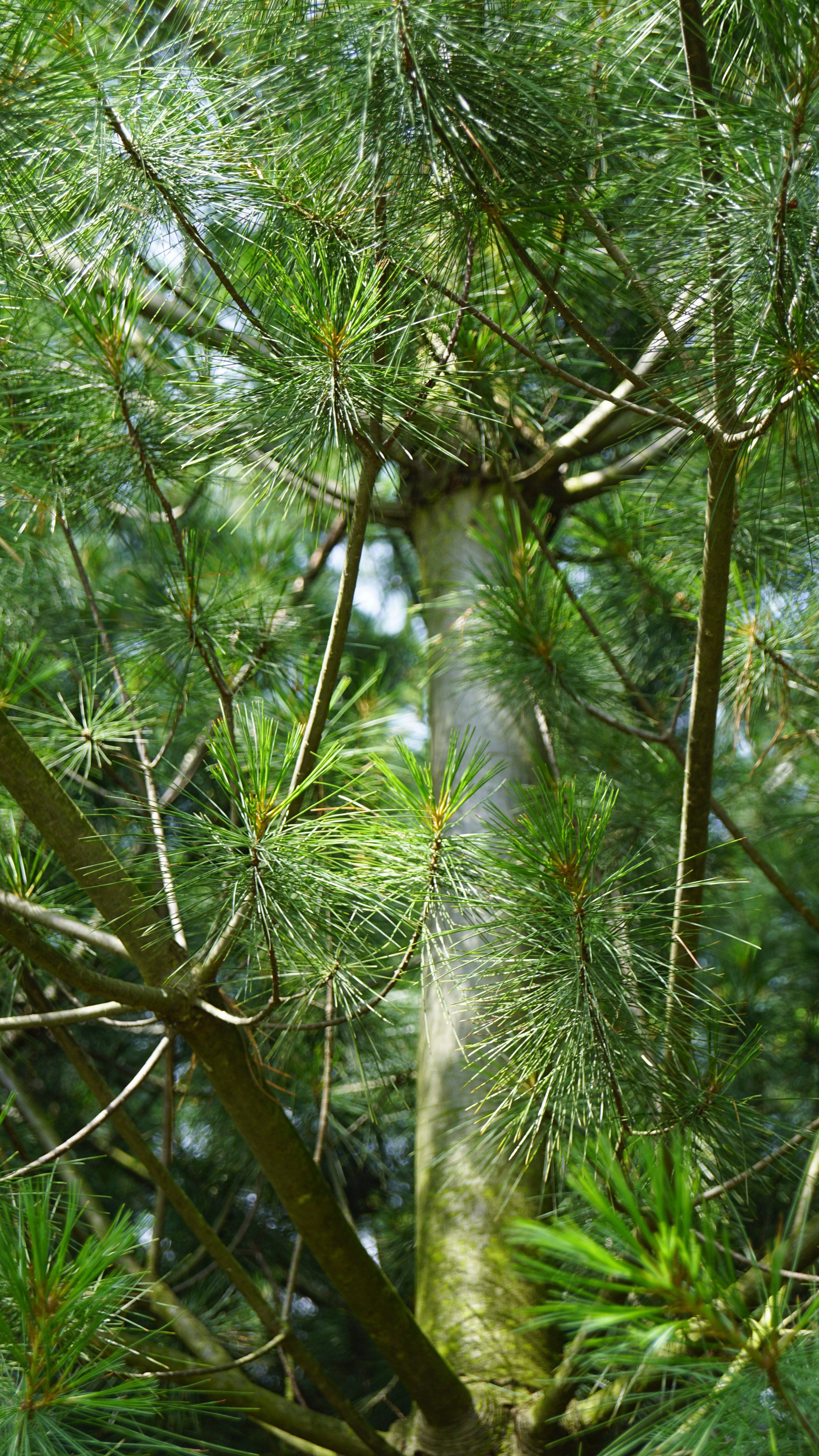 Pinus strobus (10)